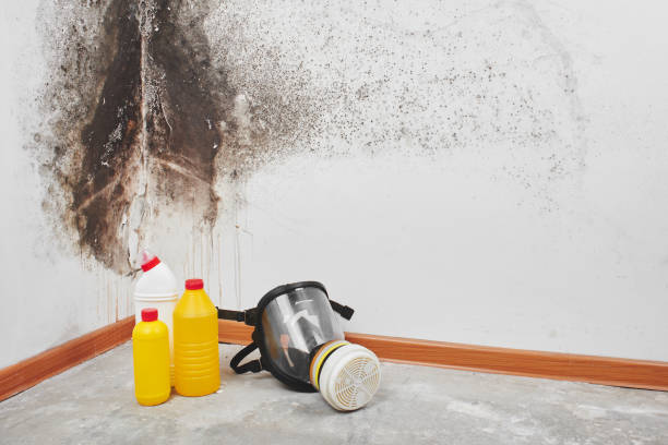 Best Office Mold Removal Services  in El Rio, CA