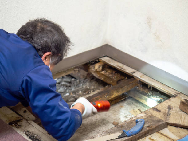 Best Certified Mold Removal  in El Rio, CA