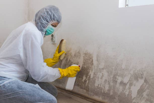 Certified Mold Removal in El Rio, CA