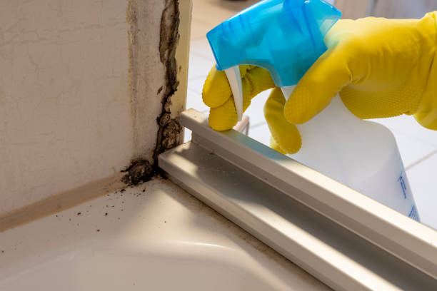 Best Commercial Mold Removal  in El Rio, CA