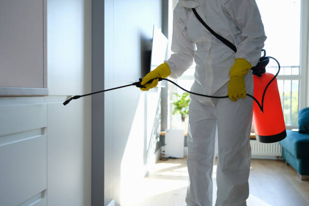 Professional Mold Removal in El Rio, CA