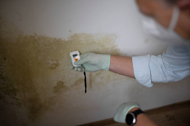 Best Mold Remediation Experts  in El Rio, CA
