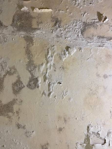 Crawl Space Mold Removal in El Rio, CA