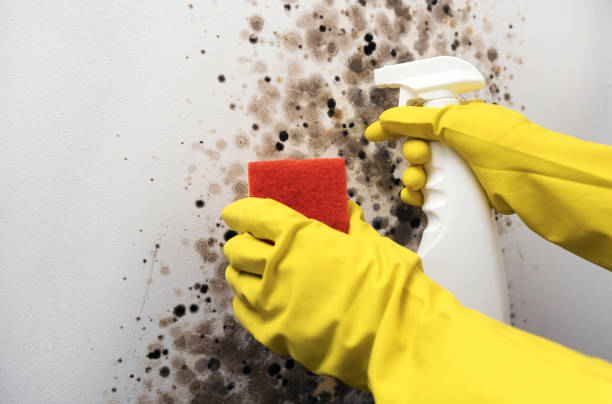 Best Mold Testing  in El Rio, CA