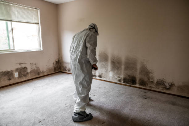 Best Residential Mold Removal  in El Rio, CA