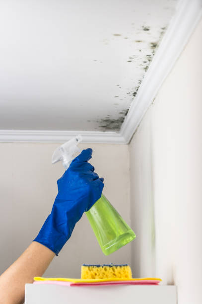 Best Certified Mold Removal  in El Rio, CA