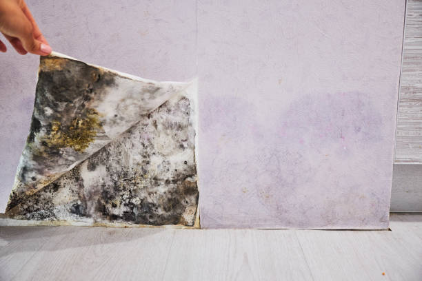 Best Commercial Mold Removal  in El Rio, CA